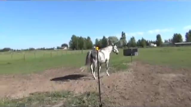 Training Horses Rope Under the Tail