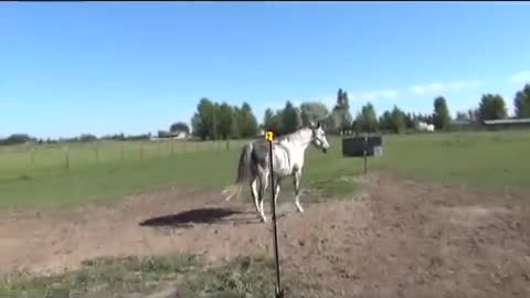 Training Horses Rope Under the Tail