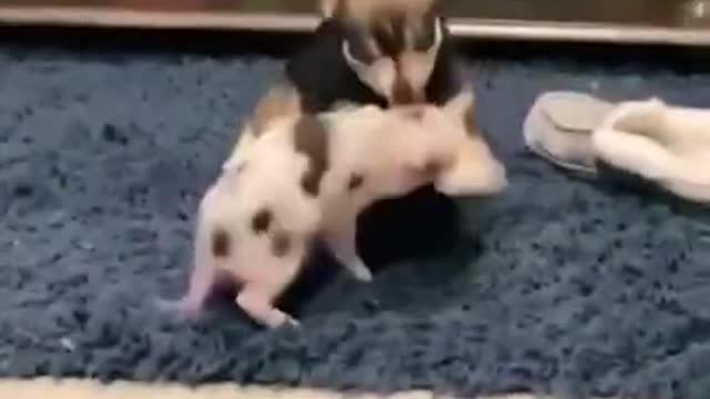 Puppy And Little Pig Funny Fight 🐷 🐕 😂 - Cute Animal Videos 2021