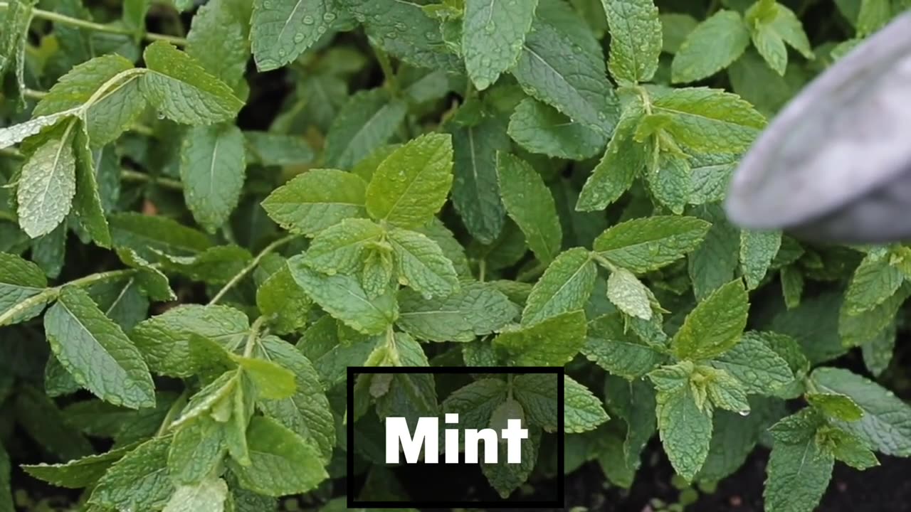 Benefits of MINT leaves.