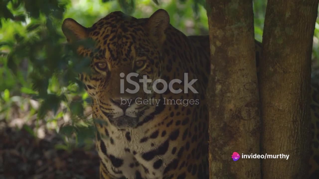 wild life