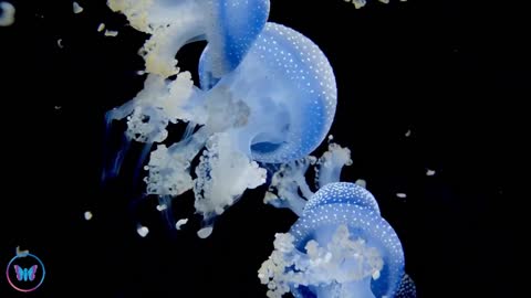 8 Hours Of Soothing Underwater Sounds Deeply Relaxing Ocean White Noise Sleep & Meditation Music