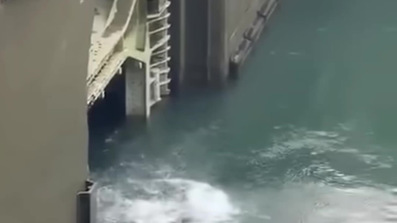 Alligator Jumps Into Panama Canal