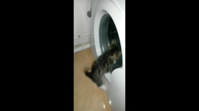 Cat VS washing machine