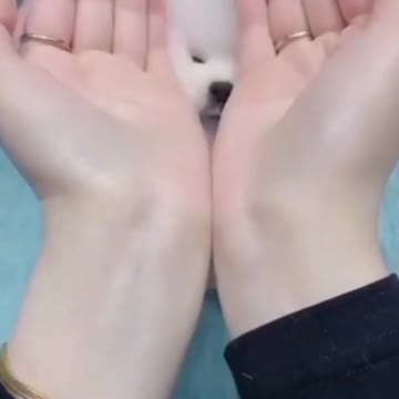 1.Lovely Puppy 🙂☺️ #puppy #cute #shorts