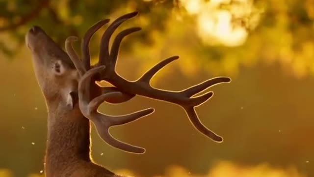 Red deer eat oak leaves in the sunset