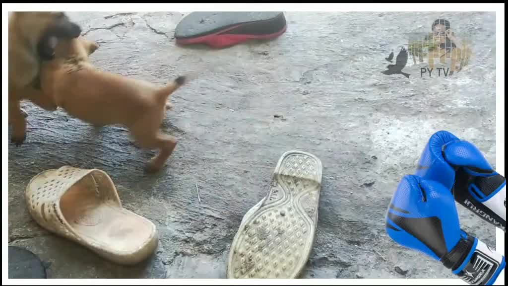 Wrestling competition of two cute puppies. Who do you think will win?