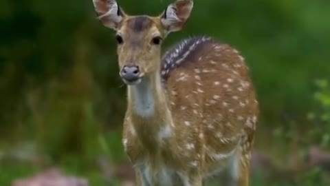The deer swings its body from side to side