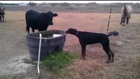 Animals getting zapped hard
