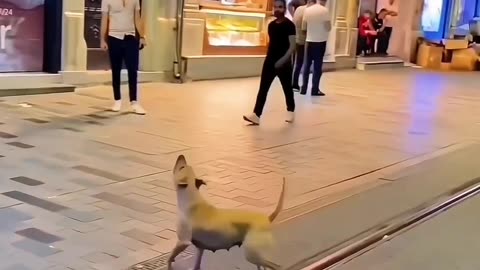 FUNNY cat and dogs 🐈🐕🙀other animals in 2023