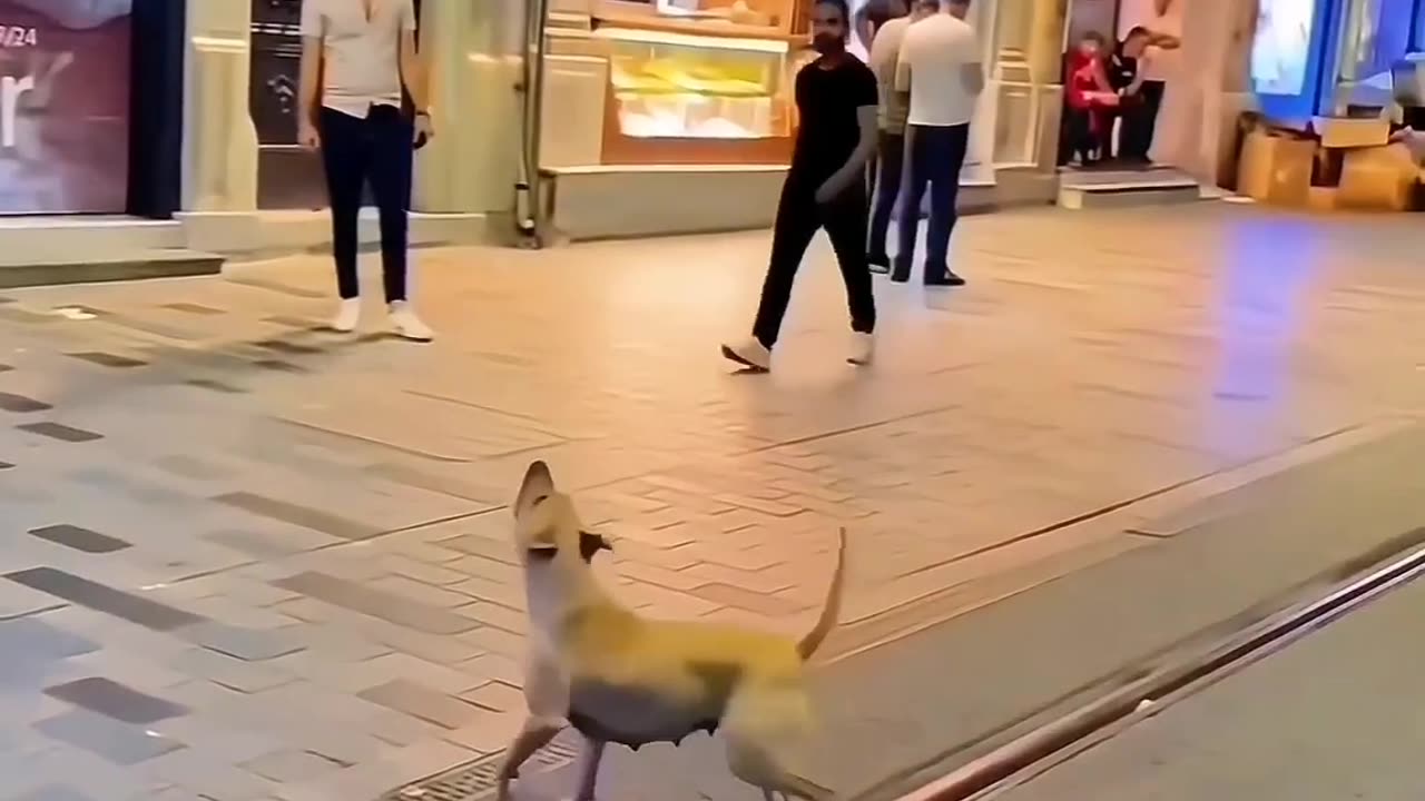 FUNNY cat and dogs πππother animals in 2023