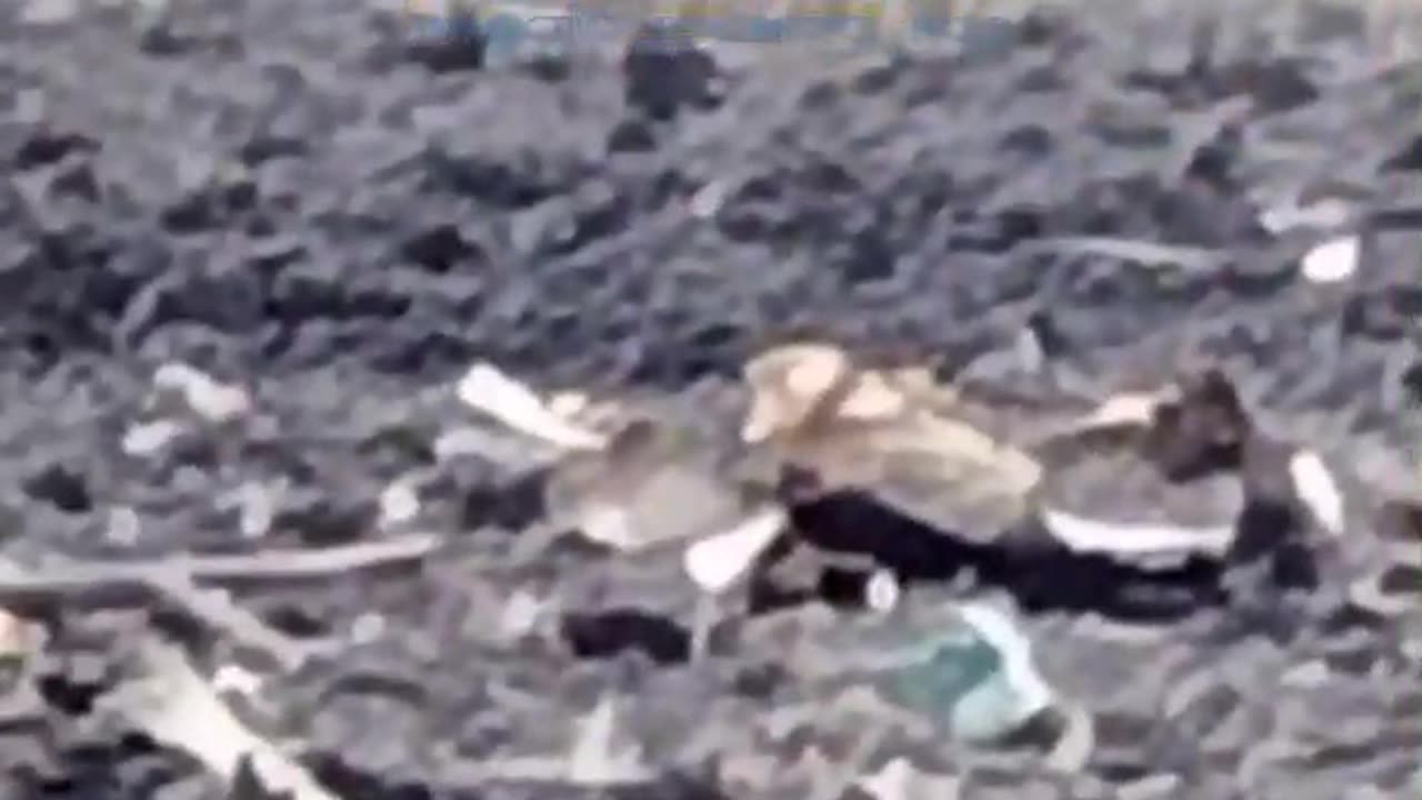 Company sized reinforcement destroyed on the road to Bakhmut.