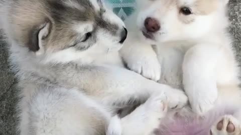 Two puppies are playing.