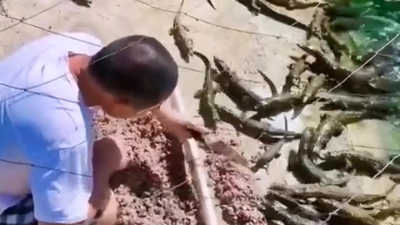 Animal Documentary 2023 short video