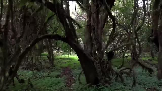 Bale Mountains