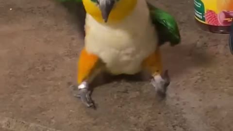 Bird Dancing