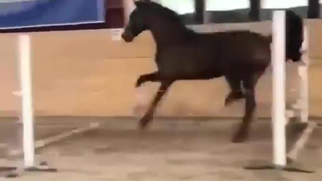 Made your day with these funny and cute Horses | Funny horse videos compilation