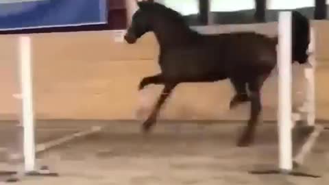 Made your day with these funny and cute Horses | Funny horse videos compilation