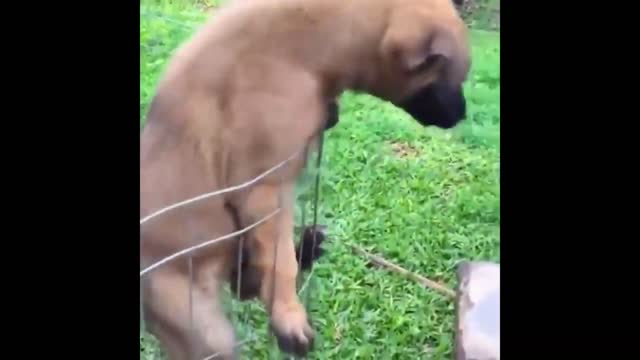 PROFESSIONAL GATE CLIMBER. Funniest Dogs And Cats Videos - Best Funny Animal Videos of the 2022!