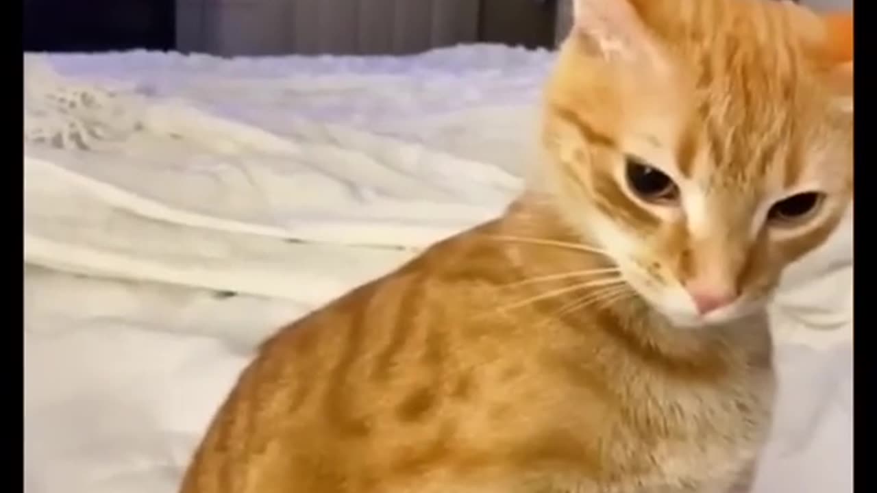 Funny animal video || funny cats || funny dogs
