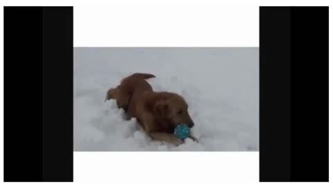 cute lab & lots of snow