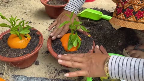 New idea ! Growing Oranges With Aloe Vera and Eggs​ | How to Grafting Oranges