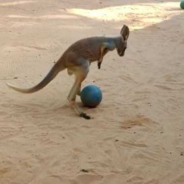 Kangaroo Captures His Ball with Unique Strategy!