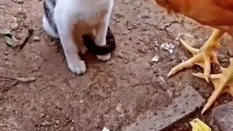 Cat VS Chicken Who will win?