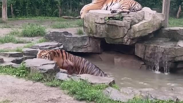 tiger