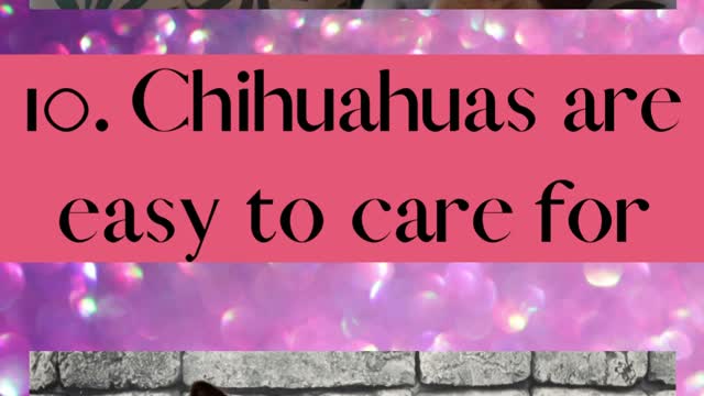 10 Fun Facts About Chihuahuas