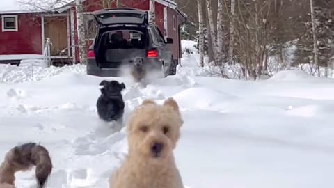 Doodles Dash Through Drift of Snow
