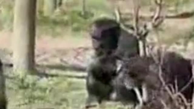 😂😂😂 funny animal 2022 😂 best funniest