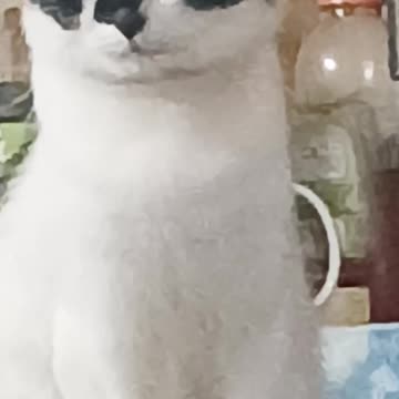 I WONDER WHAT MY CAT IS THINKING