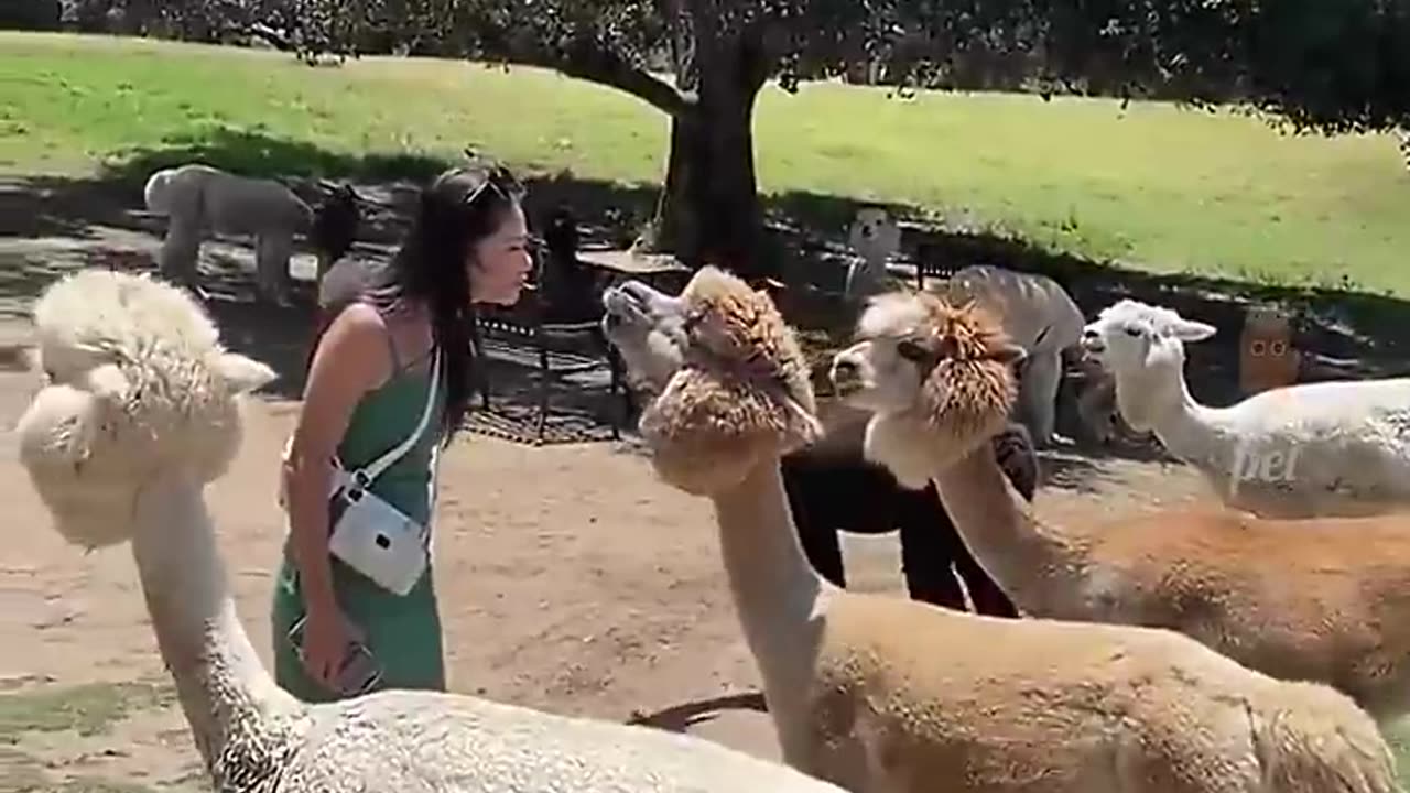 Cute Animals funny moment