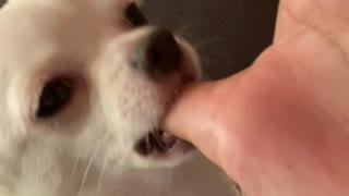 Puppy Like to Suck on Thumb Before Bed