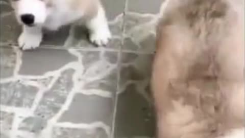 CUTEST Baby Corgi #dog&puppies