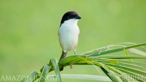 Shrike: Captivating Amazon Jungle Footage 🌿 | Must-See Bird 🦩