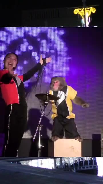This monkey got talent