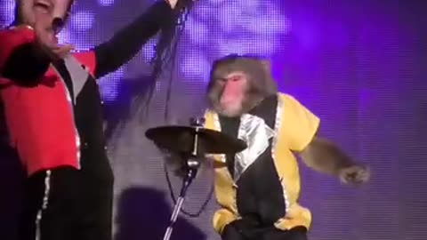 This monkey got talent