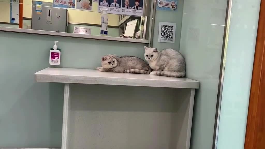 Two brothers who fight at home and are very honest when they go to the pet hospital.😆