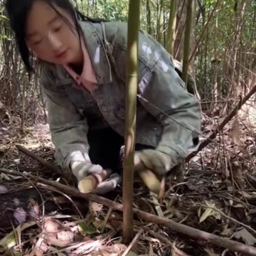 Cô gái vùng cao Vào rừng hái măng