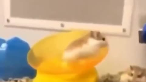 Funny animal
