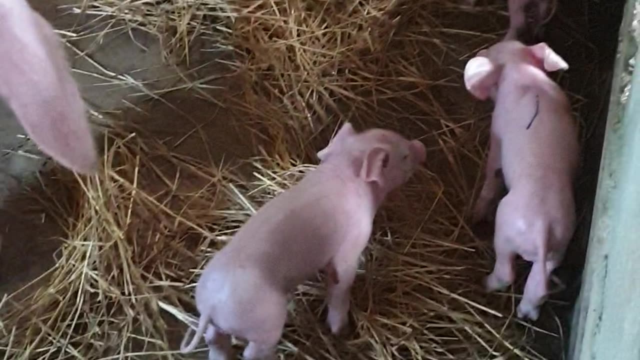 10 feeding cute baby pigs day4, beautiful