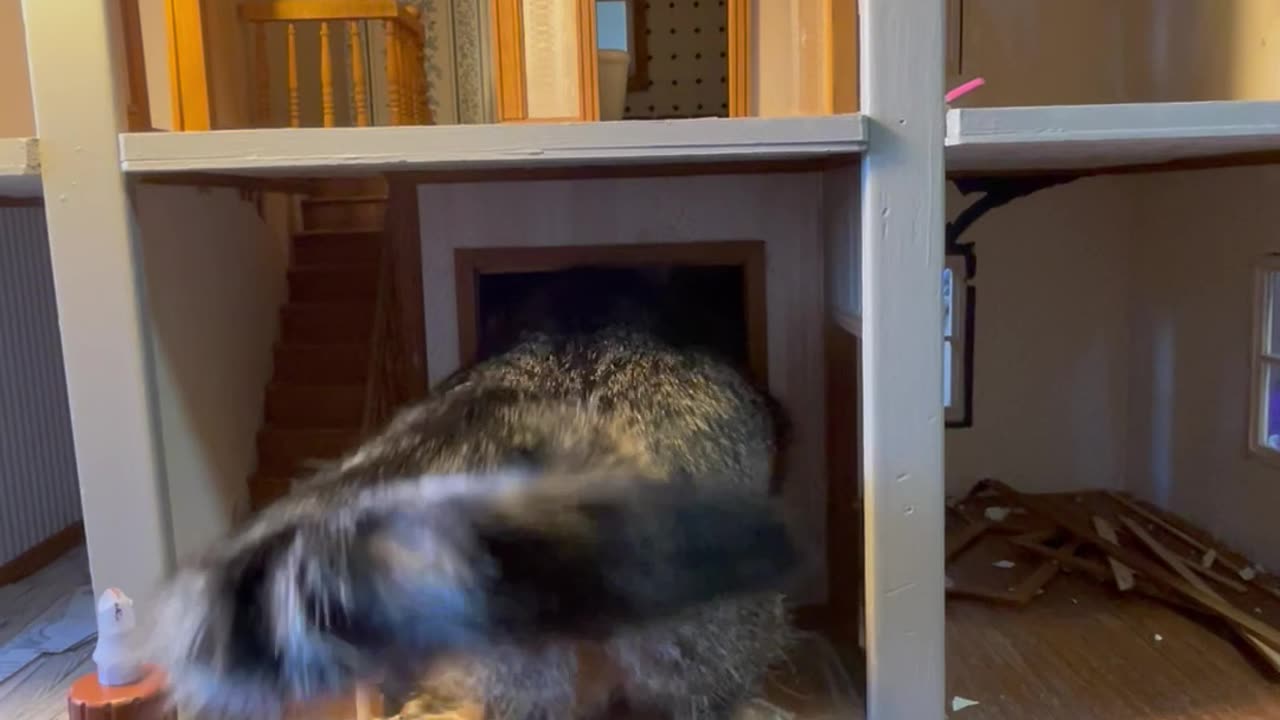 Cat Tries to Squish into Small Room in Doll House