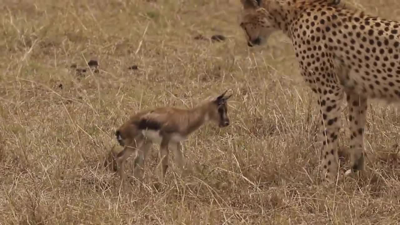 [!!Shaky Video!!] Cheetah playing with baby gazelle before eating it-12