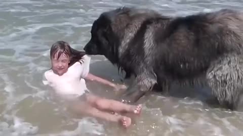 Dog Saves His little girl water