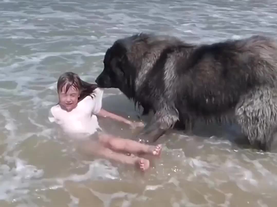 Dog Saves His little girl water