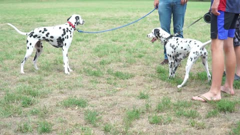 Luna Makes a Friend in Washington DC