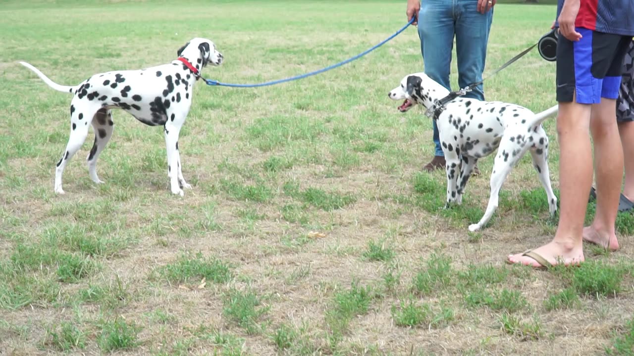 Luna Makes a Friend in Washington DC
