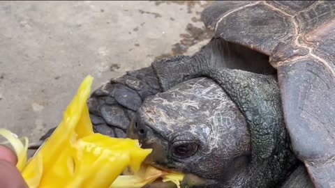 Turtles eat jackfruit